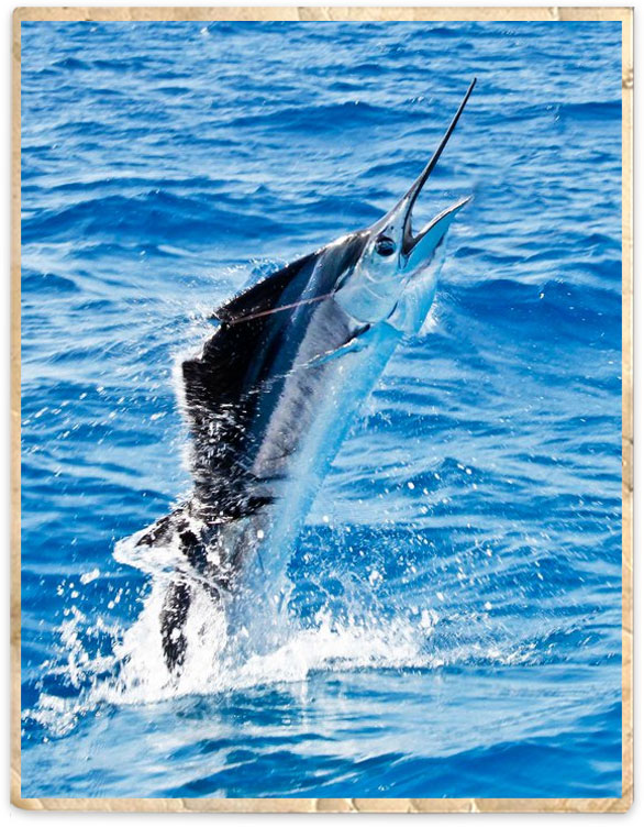 Best Reels for Catching Sailfish