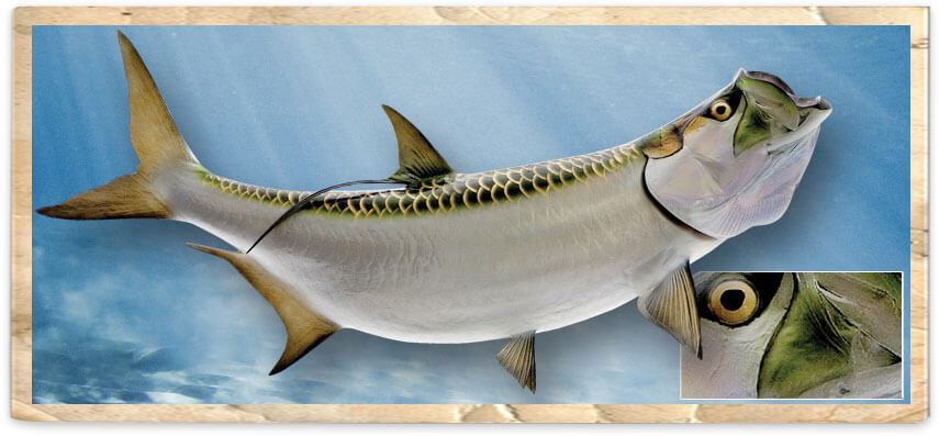 tarpon-large