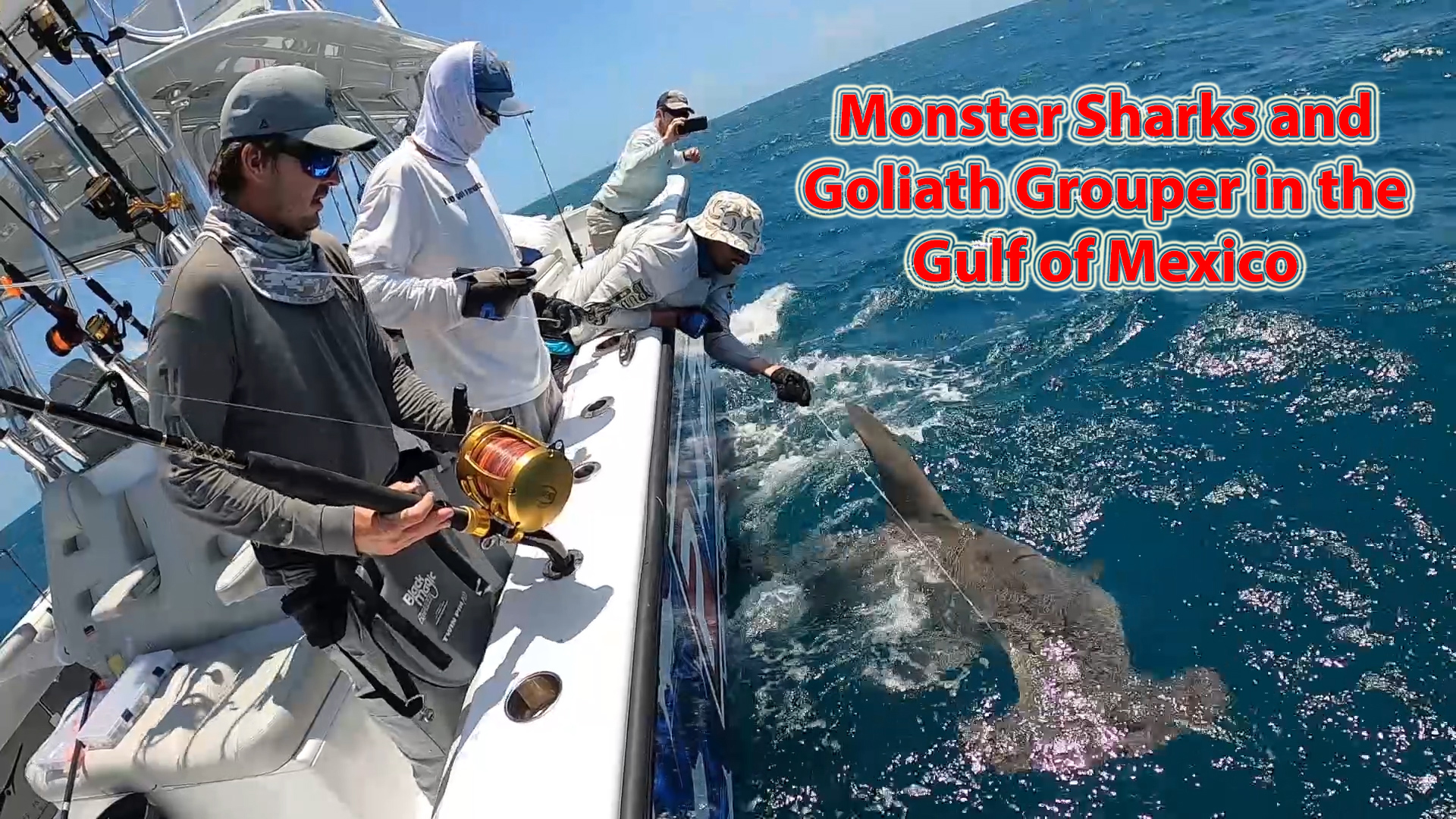 Monster Sharks & Goliath Grouper in the Gulf of Mexico!