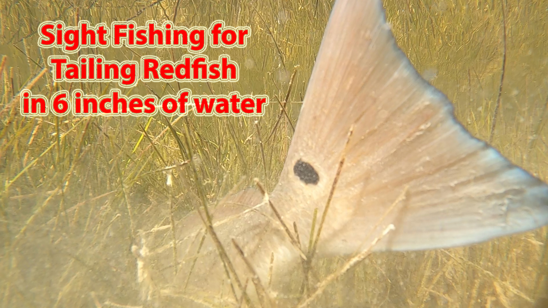 Awesome fishing in the skinny for tailing redfish!