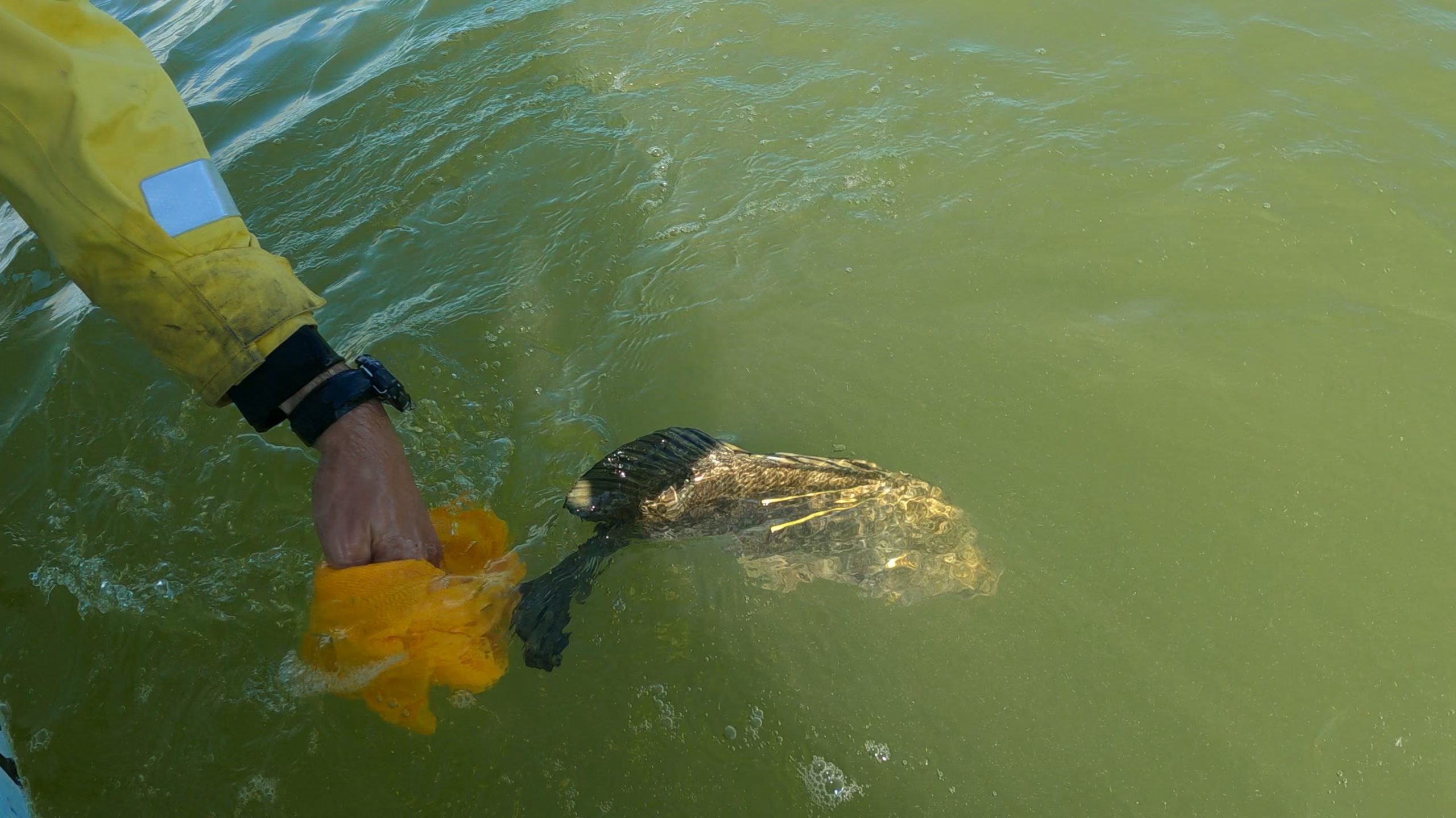 Tripletail Tagging & Research with Gulf Coast Marine Scientists & Commission