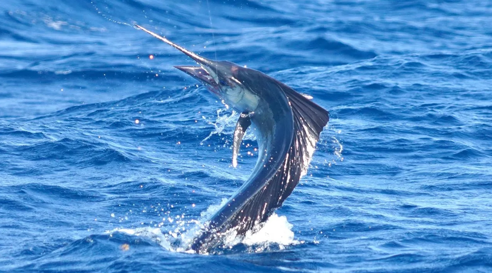 End of August 2018 Islamorada deep sea fishing report - Bud n' Mary's  Islamorada Fishing Marina