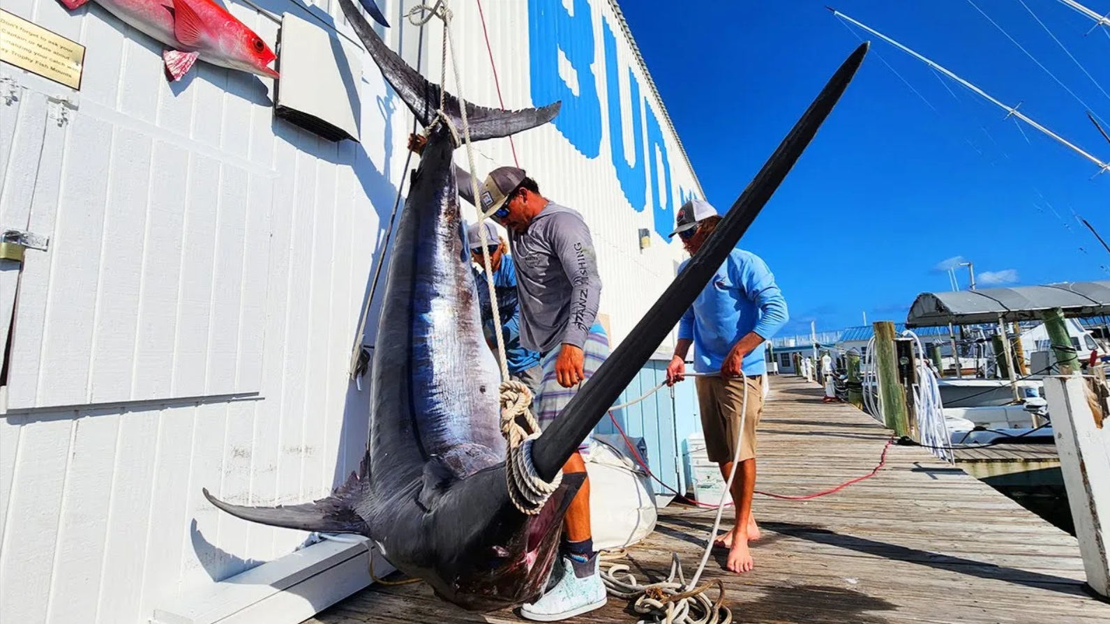 618# Swordfish for Catch 22!